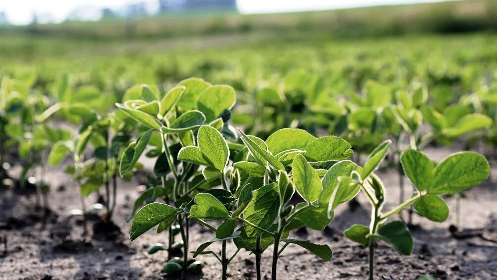 Especial Soja: Qué es la siembra protegida y cómo puede beneficiar al productor 