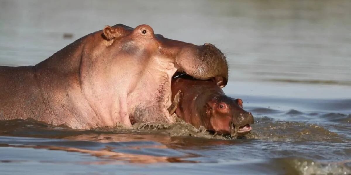 Momento en que un hipopótamo adulto mata a un cría.