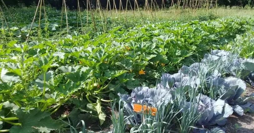 Huerta en verano: claves para maximizar la cosecha