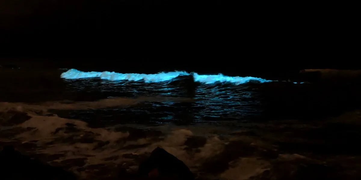 Aparecieron “olas azules brillantes” en Mar del Plata y estallaron todo tipo de teorías: “Luciferina”