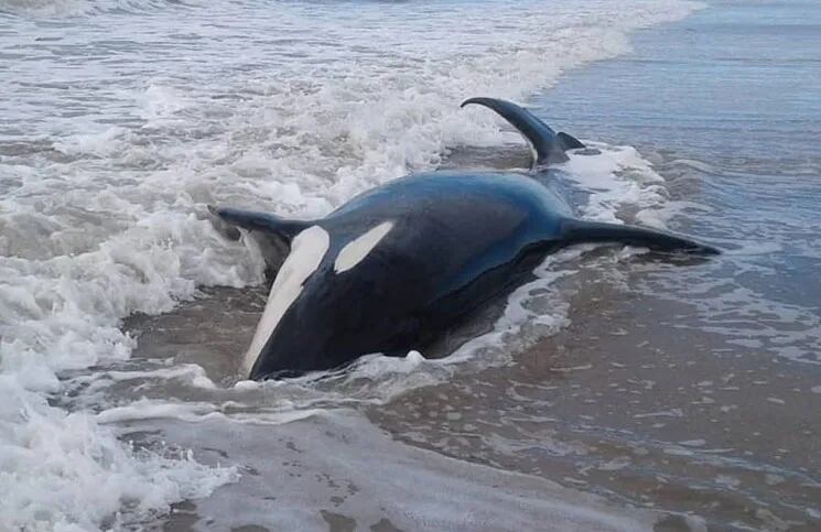 Intentan rescatar a siete orcas varadas en Mar Chiquita