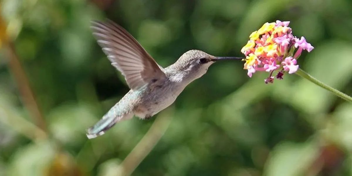Captaron el momento exacto en el que un colibrí “se bañó” y el video se viralizó