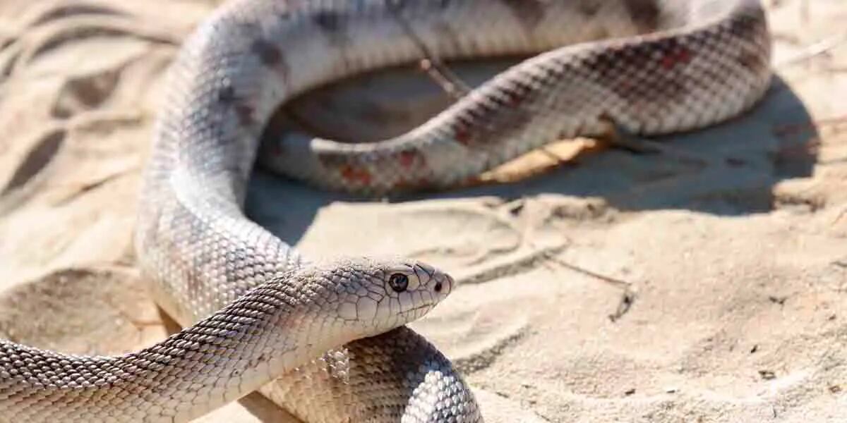 Las inquietantes imágenes de una extraña serpiente que compacta sus  presas mientras se las traga