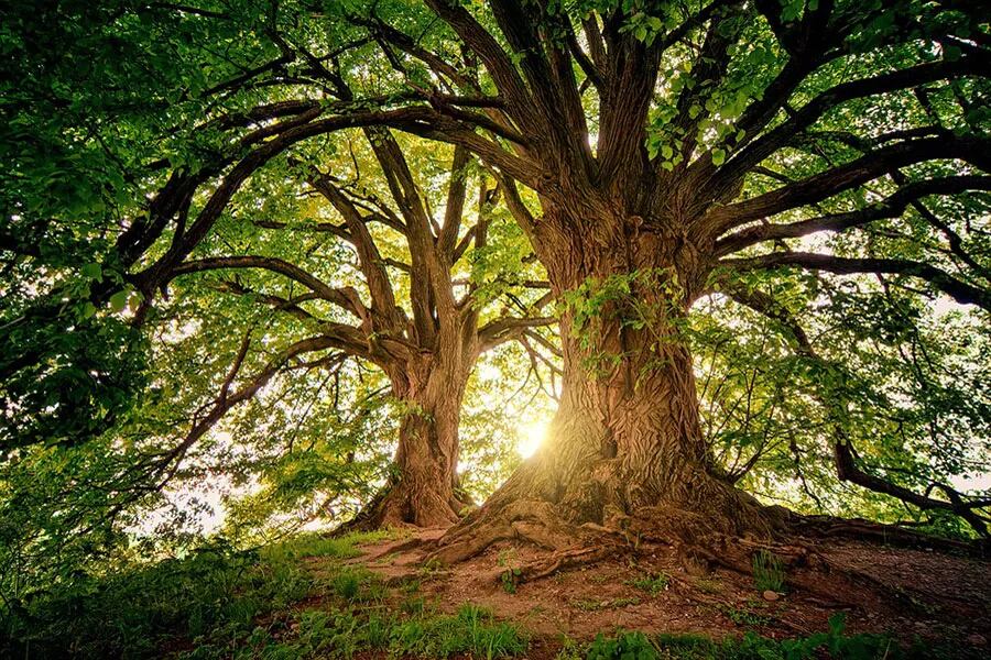 Los árboles maravillosos actores de la bioeconomía de todos los tiempos y el futuro
