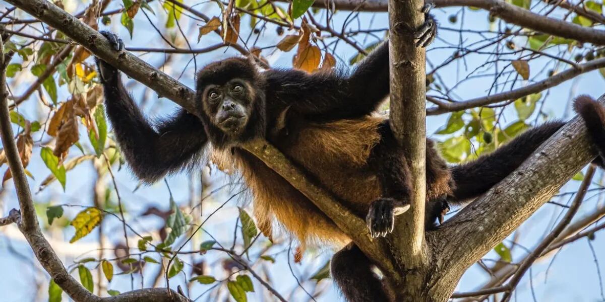 La OMS analiza iniciar una alerta máxima por la viruela del mono
