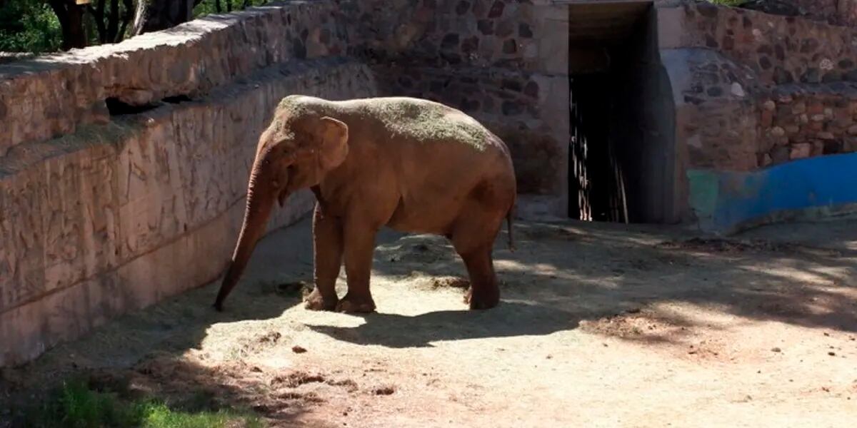 La elefanta Kenia se reunirá con Pocha y Guillermina: autorizaron su traslado al santuario de Brasil
