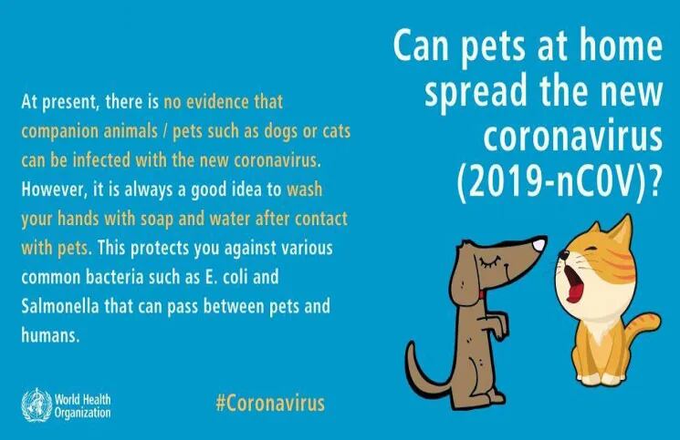 Coronavirus: ¿las mascotas pueden contraer y contagiar la enfermedad?
