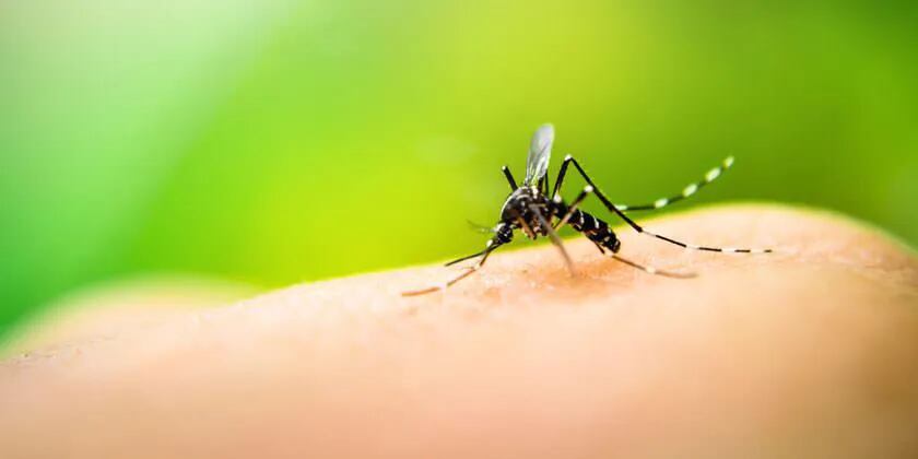 Vacuna contra el dengue: cuándo se aplicará en Argentina