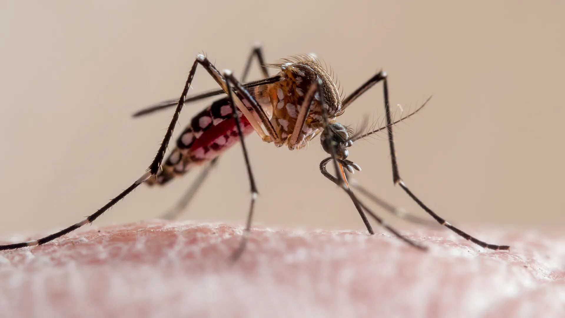 Confirman cinco casos de dengue y otros cinco de chikunguña en Córdoba