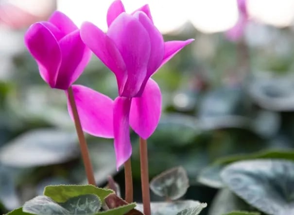 El Pensamiento, la Prímula y el Cyclamen: tres plantas de invierno para  darle color al jardín | mitreyelcampo