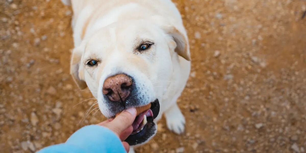 Por qué recomiendan darle jengibre a los perros y cómo hay que hacerlo