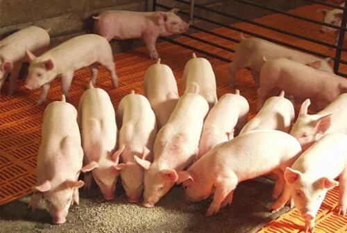 El sector porcino se congrega a las puertas del Atlántico