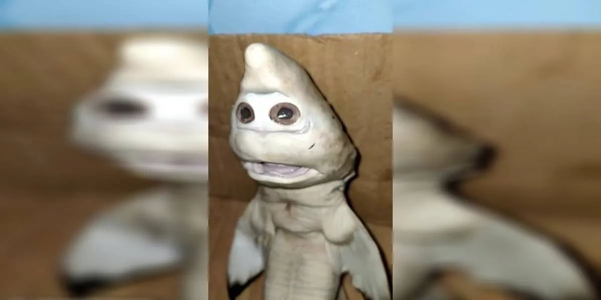 Nació un pez con cara de humano y el hallazgo desvela a la Ciencia