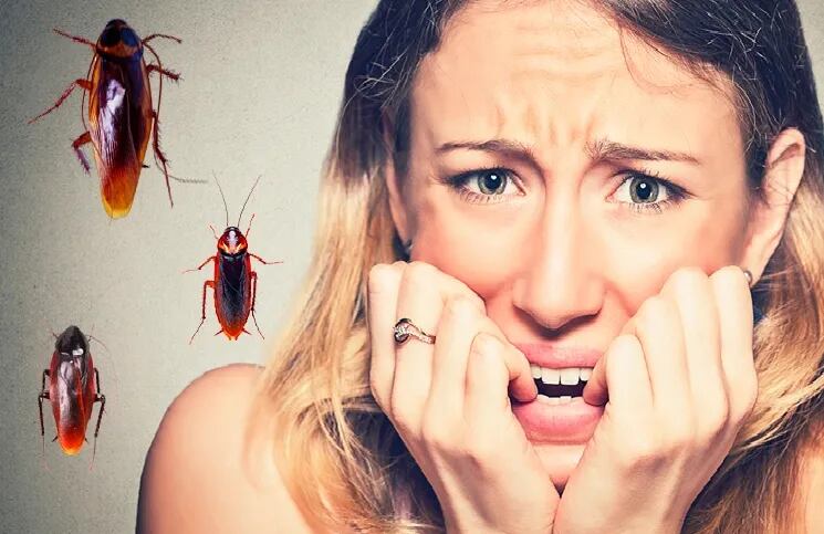 Cómo se transmiten las enfermedades entre las cucarachas y los humanos