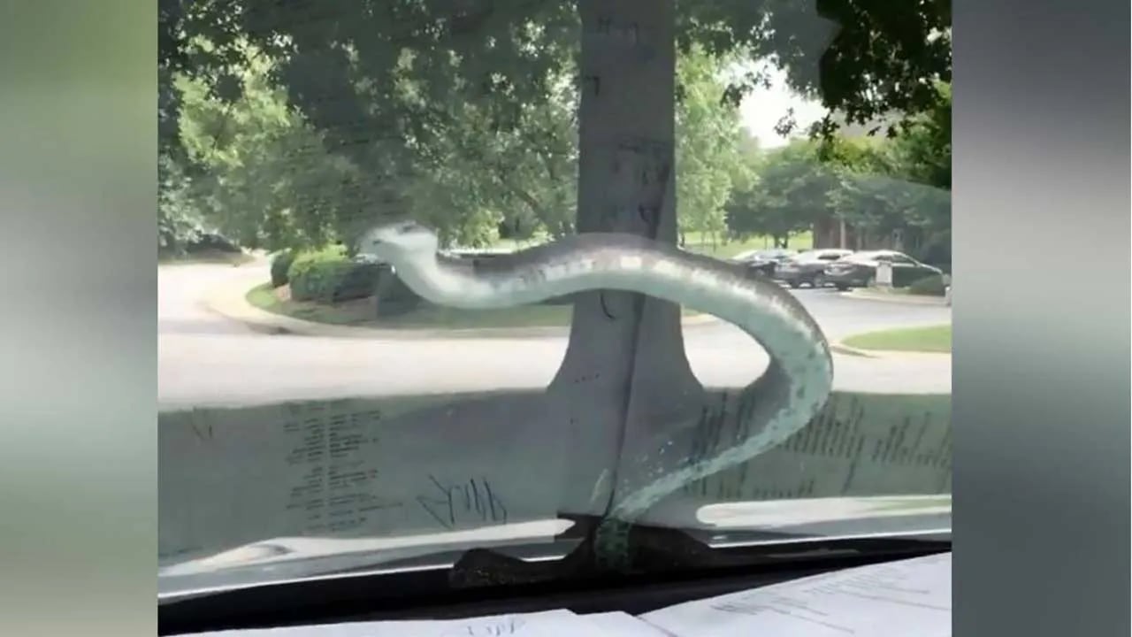 Video | Escuchó ruidos dentro del motor de su camioneta y encontró una ¡anaconda gigante!