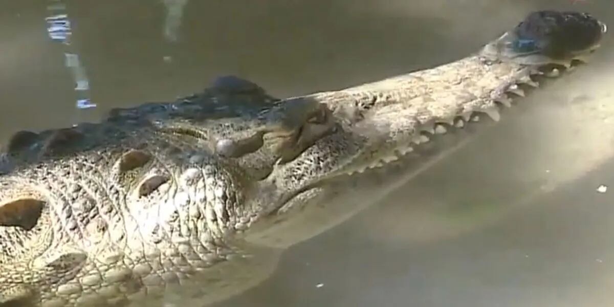 “Nacimiento virginal”: un cocodrilo hembra se embarazó sin necesidad de un macho y es el primer caso registrado