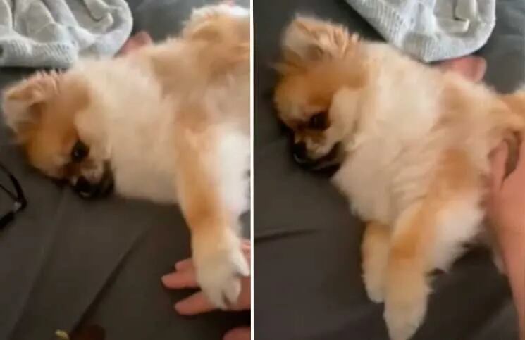 Un perro se hace viral por su pedido para que le rasquen la panza.