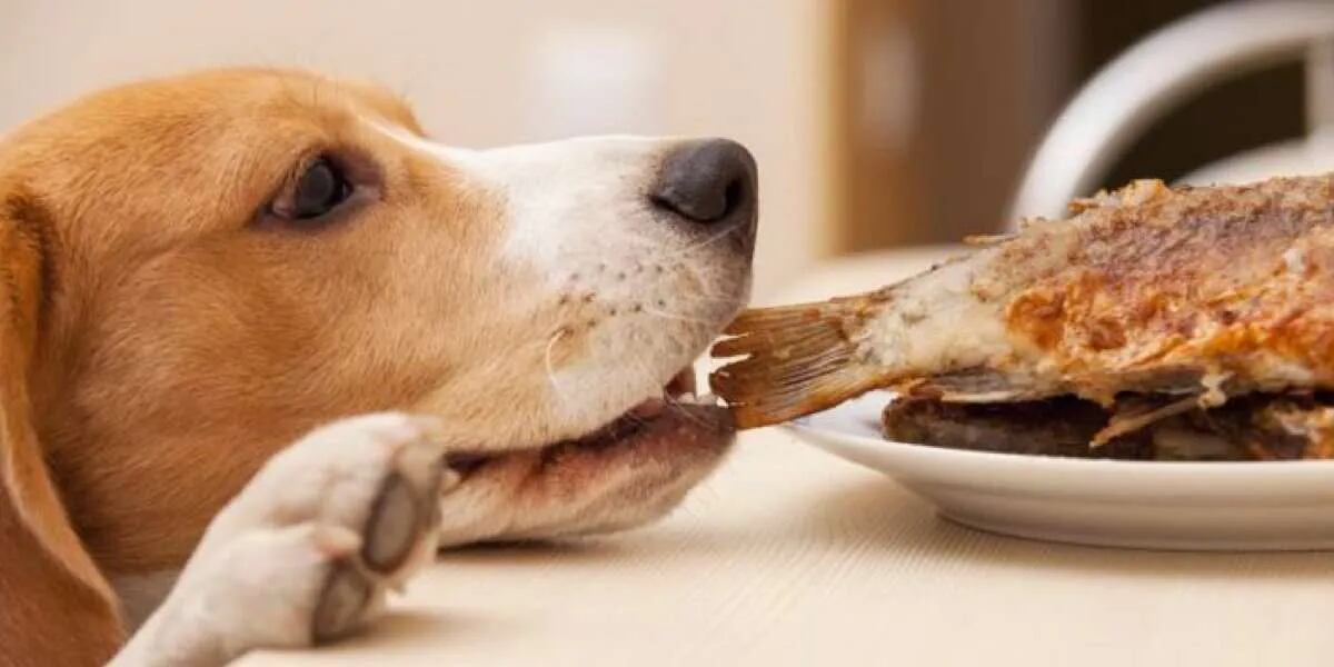Cinco alimentos de humano que tu perro nunca jamás debería comer