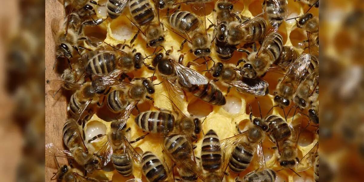 Un turista murió por un brutal ataque de un enjambre de abejas en Córdoba