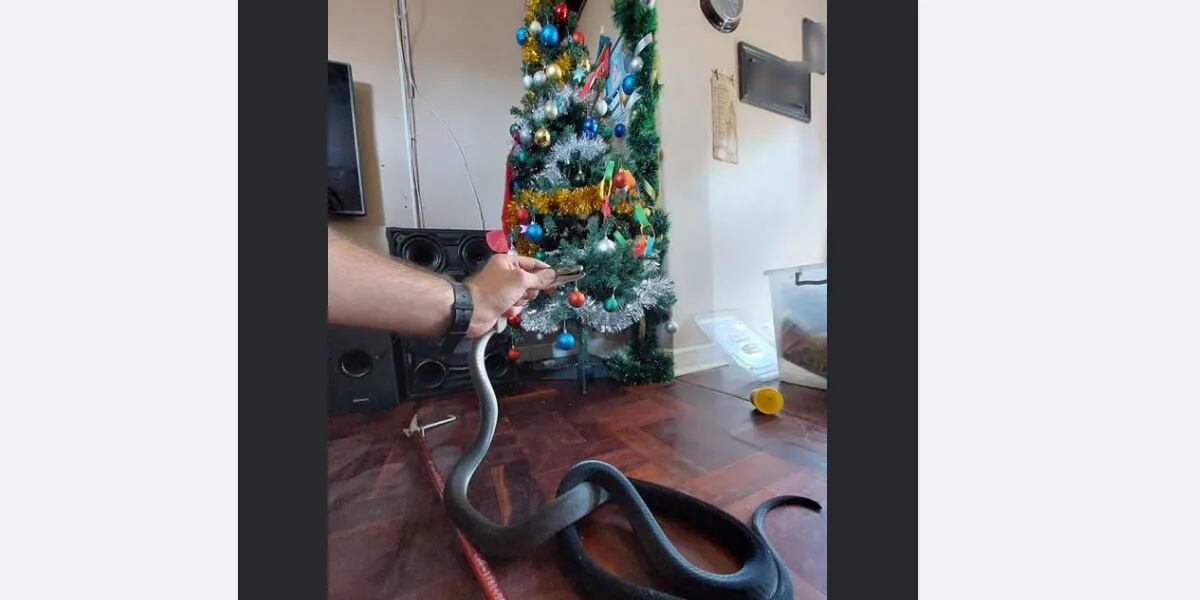 Encontró en su arbolito de Navidad la serpiente más venenosa del mundo: "Estaba escondida"