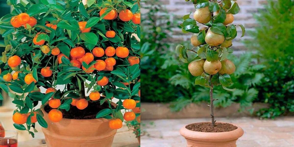 4 árboles frutales que pueden cultivarse de manera sencilla en una maceta |  La 100