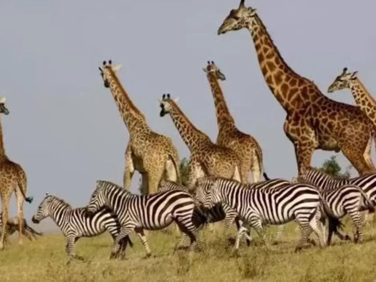 Solo un GENIO puede encontrar al LEÓN entre las cebras y las jirafas en este reto visual