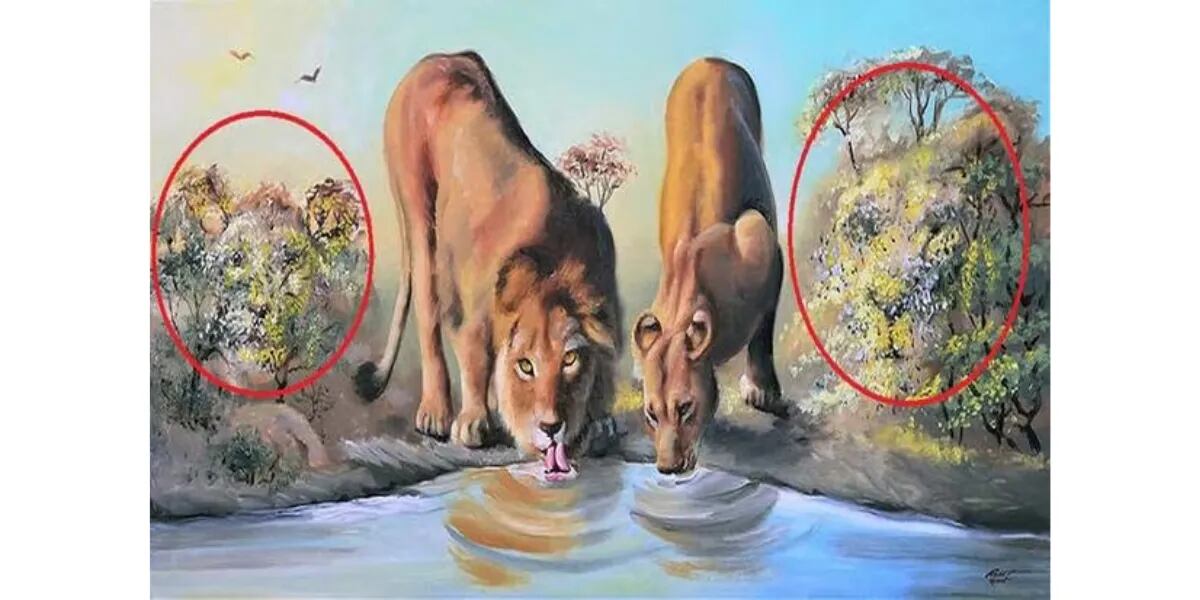 Reto visual del rey de la selva: descubrí cuántos leones hay en la imagen