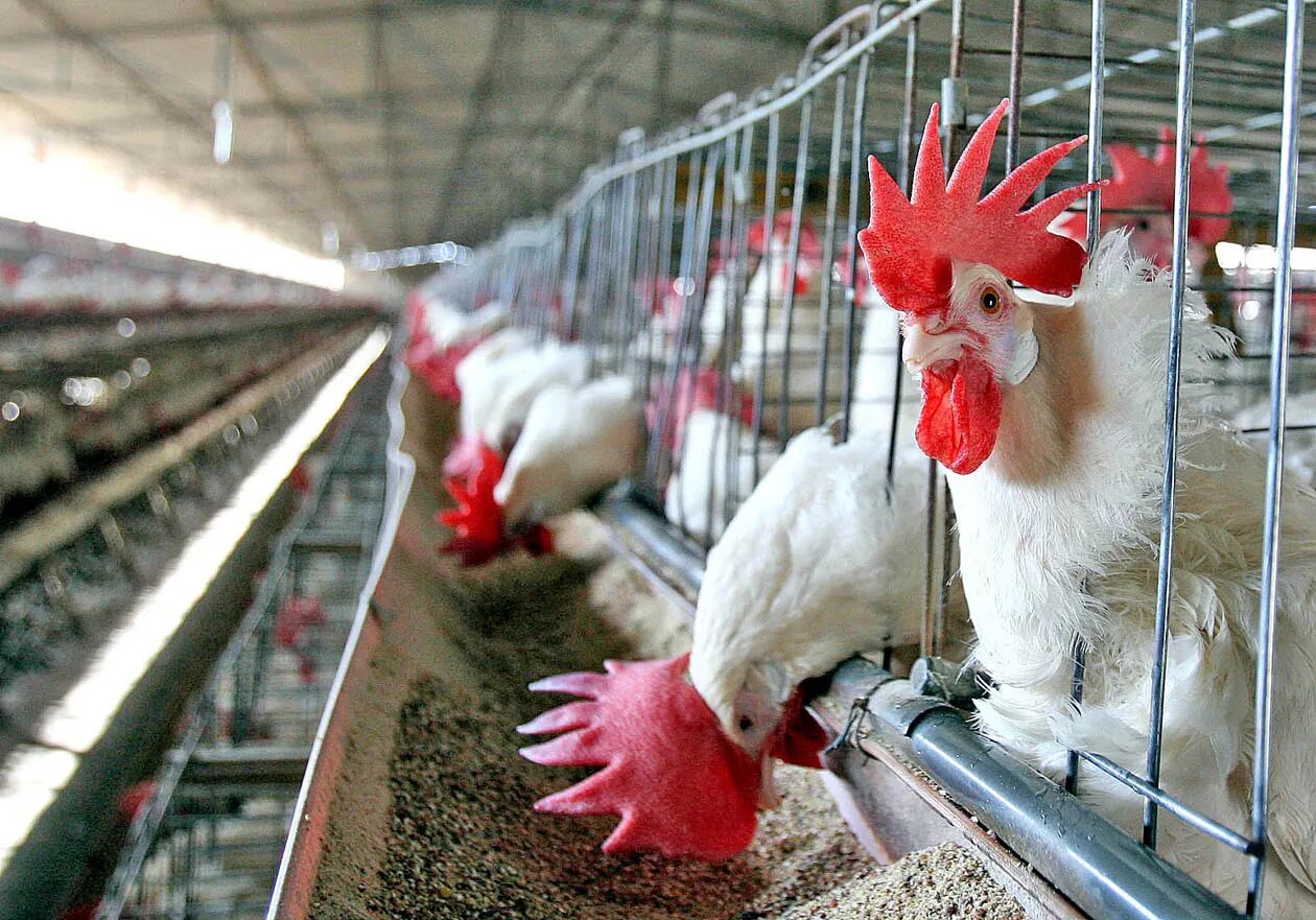 Argentina: Se producirán mil millones de pollos por año