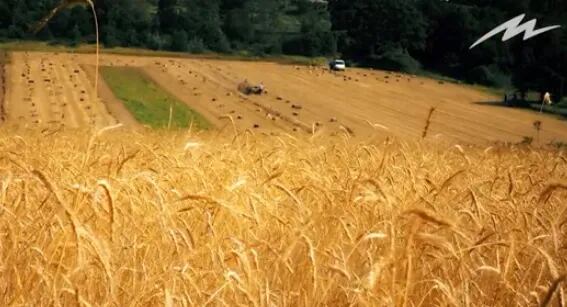 Especial trigo: claves y secretos en el manejo del cultivo
