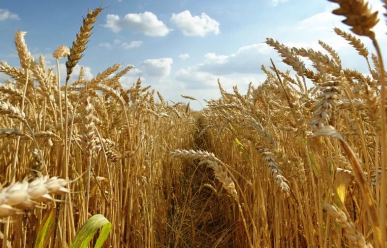 Unión Soviética, Rusia y Ucrania: producción de granos y sistemas políticos ruinosos o exitosos