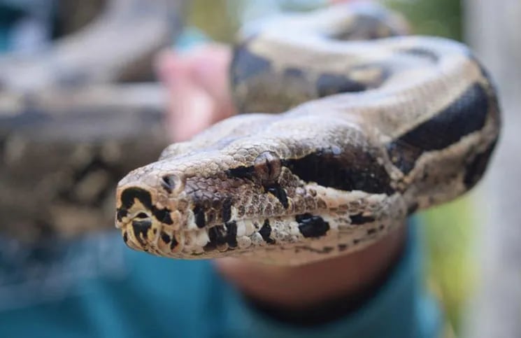 Un joven ayudó a una anaconda a cambiar de piel.