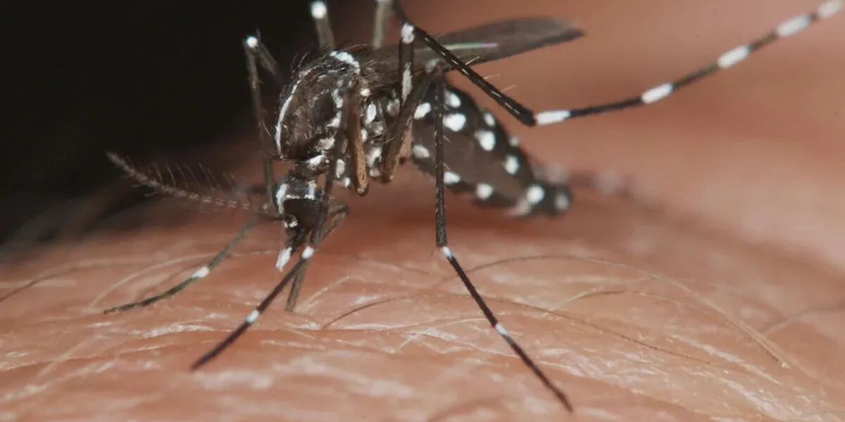 Vacuna contra el dengue: cuándo llega la país y quiénes podrán recibirla
