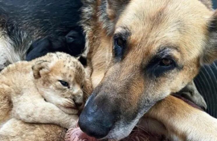 Una perra pastor alemán adoptó a dos cachorros de león porque su madre rechazó alimentarlos
