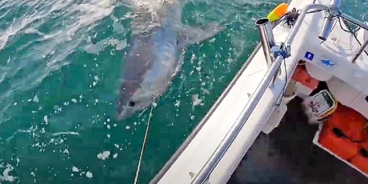 El momento exacto en el que un pescador lucha con aterrador tiburón de 2 metros de largo: "Parecía más enojado que de costumbre"