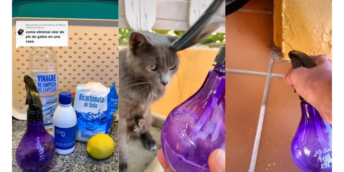 Mostró el truco definitivo para eliminar el olor a pis de gato y se volvió viral