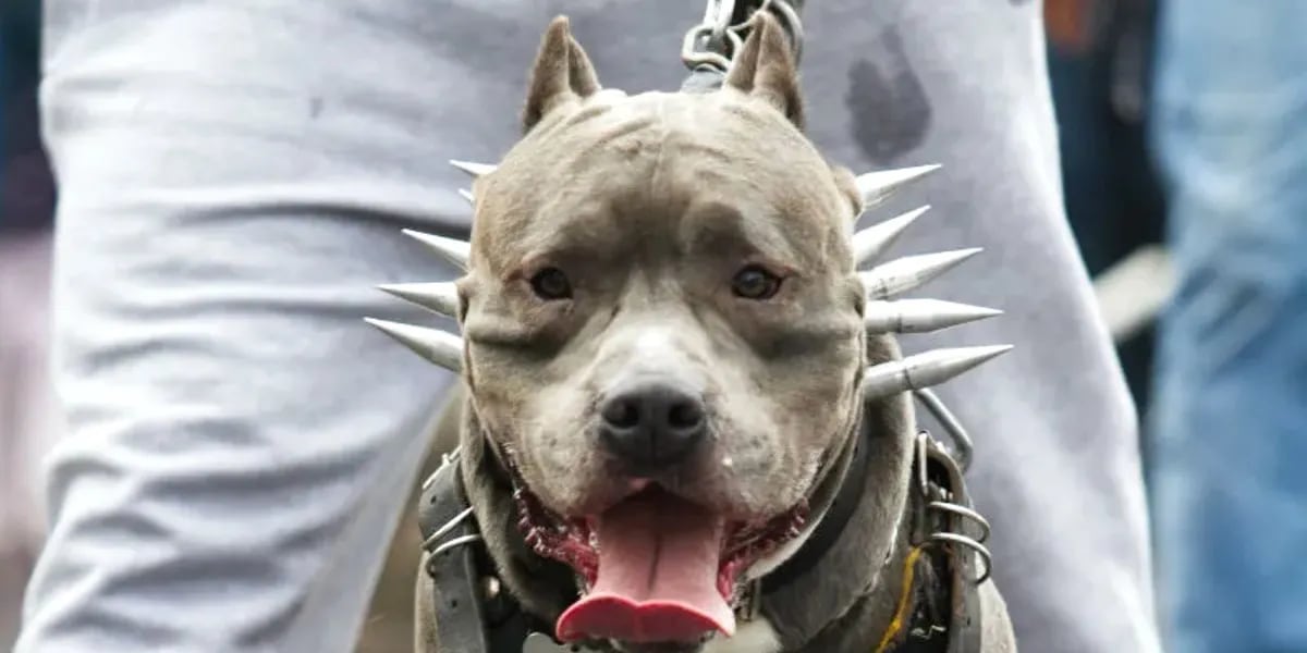 Feróz ataque de un pitbull: el perro mordió a su hijita y le dieron 50 puntos en la cara