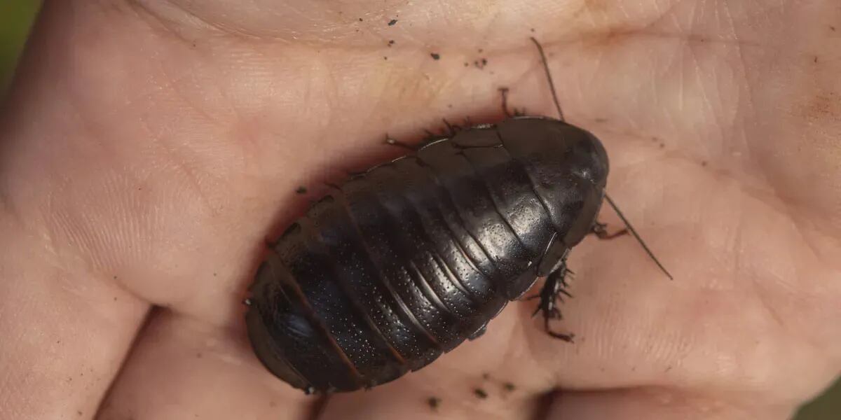 Encuentran una extraña y enorme cucaracha carnívora: no tiene alas y es negra