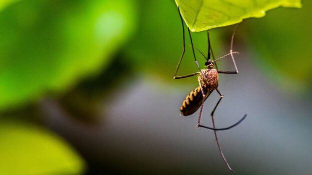 Cómo hacer para eliminar definitivamente los mosquitos y las moscas de la casa