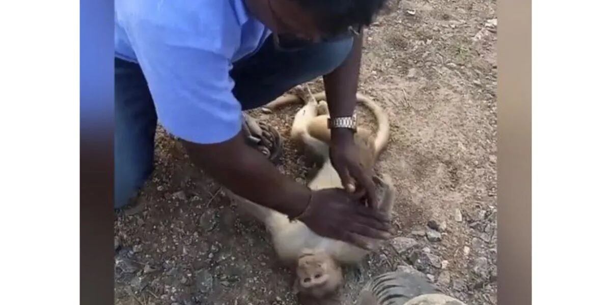 El increíble momento en el que un taxista le salvó la vida a un mono practicándole RCP