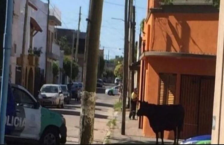 un toro robado puso en peligro a los vecino de Quilmes