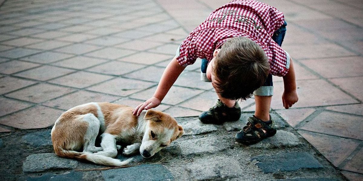 Por qué hoy, 27 de julio, se conmemora el Día Internacional del Perro Callejero