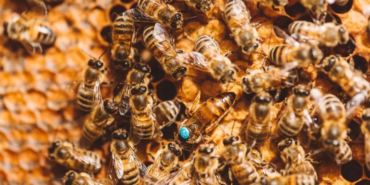 Una especie de abeja evolucionó hasta obtener un diente que le permite alimentarse de trozos de carne