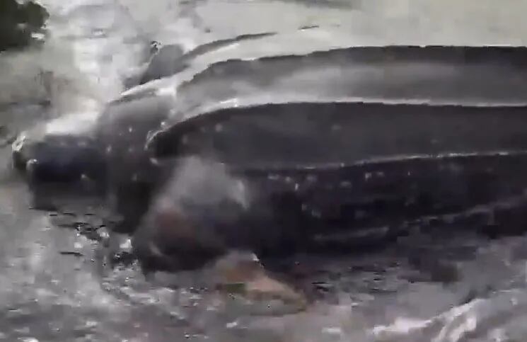 Turistas encuentran una tortuga marina gigante, pero estaba muerta