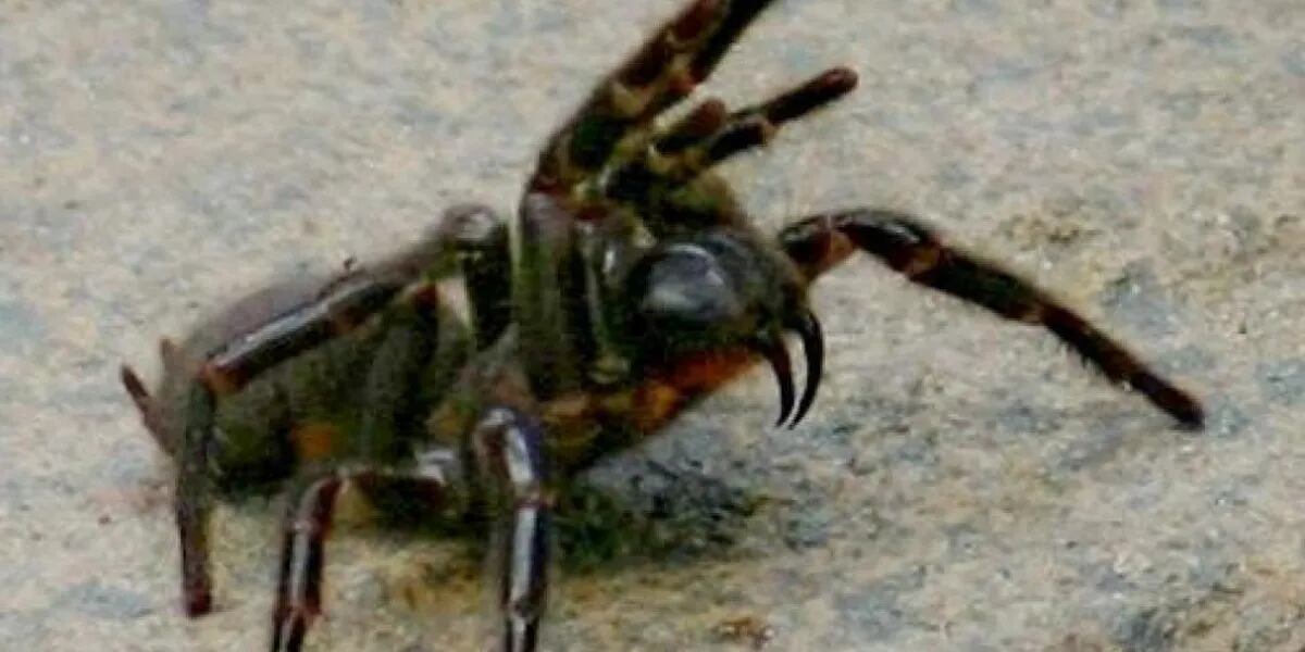 La araña más mortal del planeta puede modificar su veneno según su estado de ánimo: cómo se llama y dónde vive