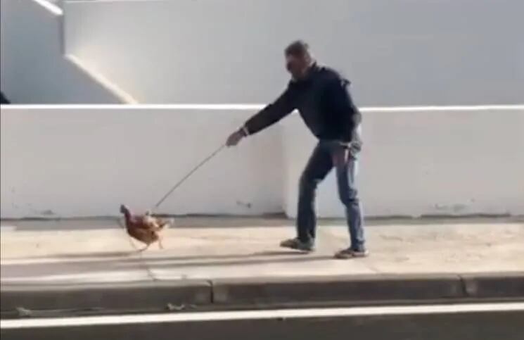 Violó la cuarentena por pasear a una gallina y le pusieron una multa impagable