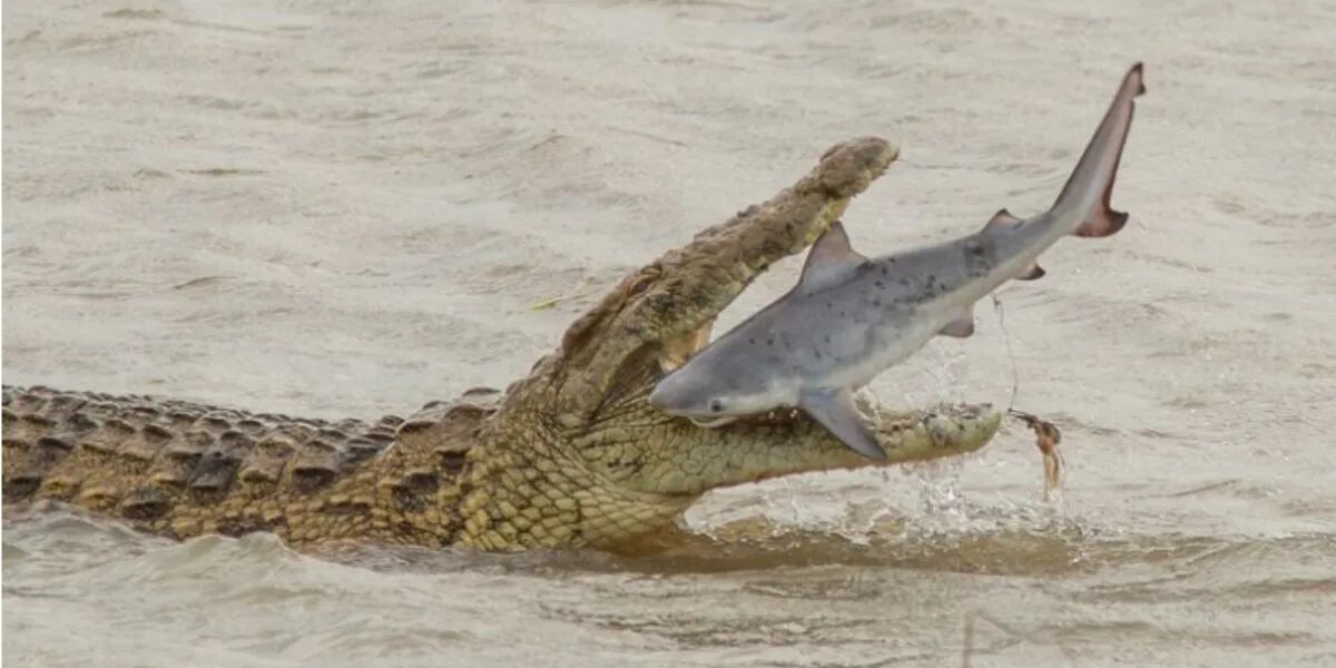 Captaron el momento en que un cocodrilo se tragó a un tiburón entero (de un bocado)