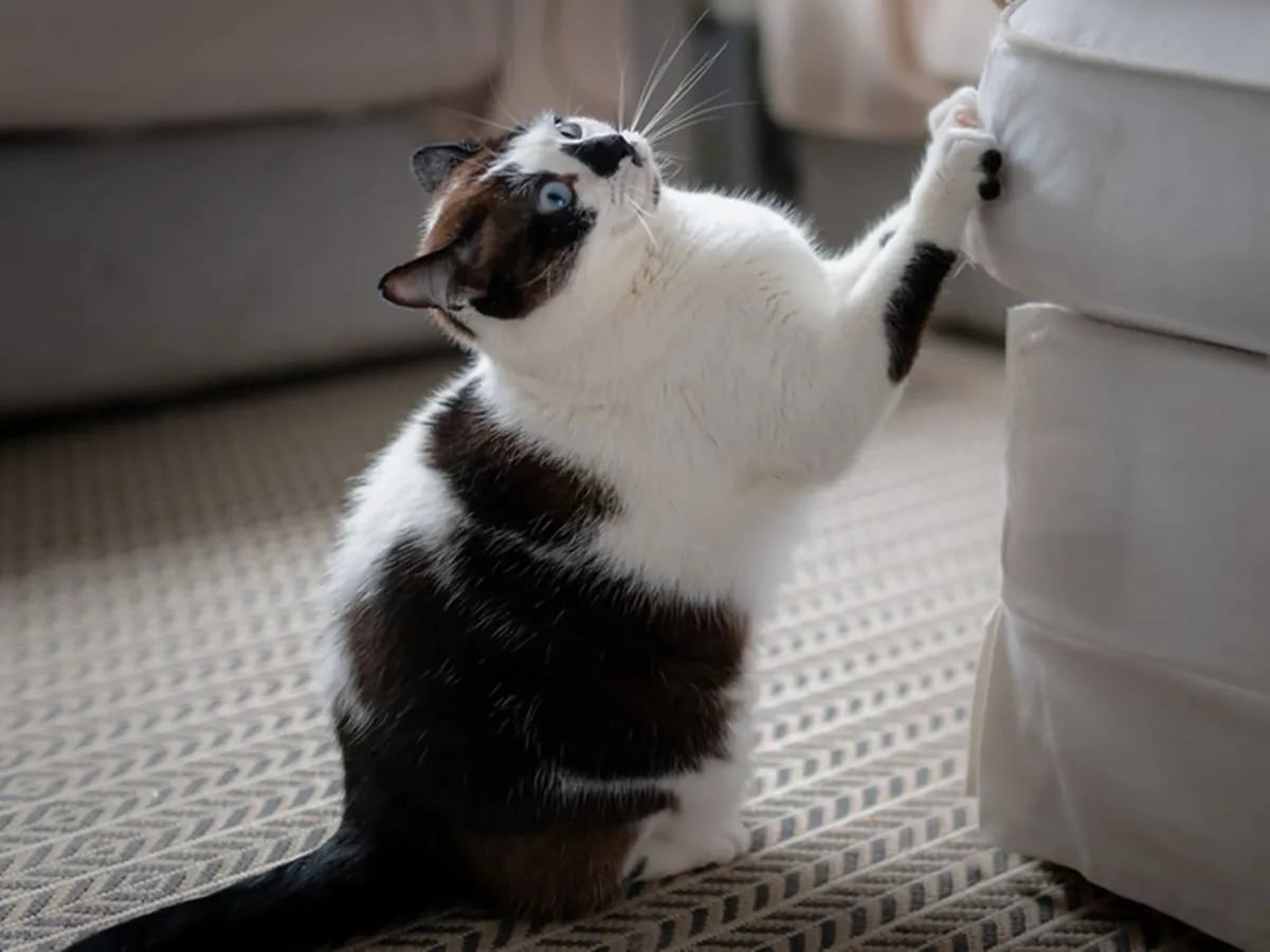 El truco definitivo para que los gatos dejen de arañar los muebles