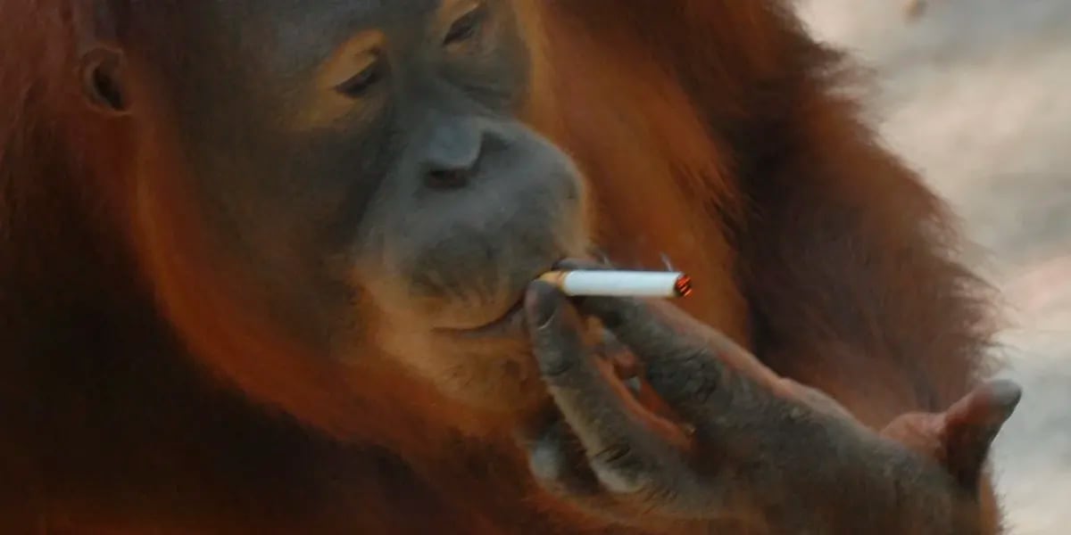 Captaron fumando a un orangután en peligro de extinción: “El simio aprende”