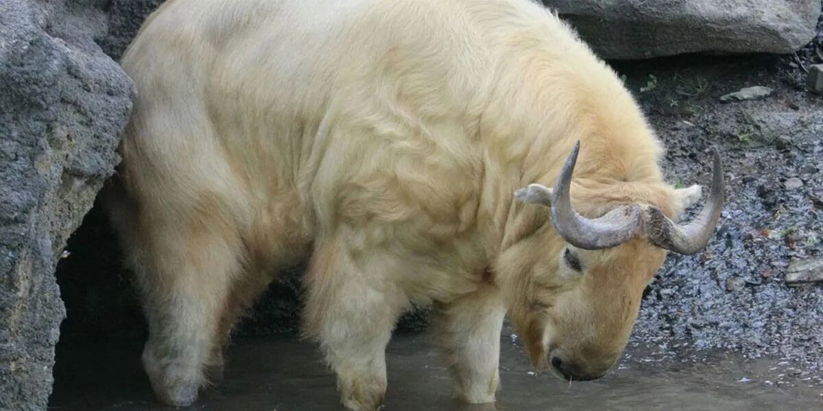 Fotografiaron a un híbrido entre vaca y cabra que “odia” a los humanos