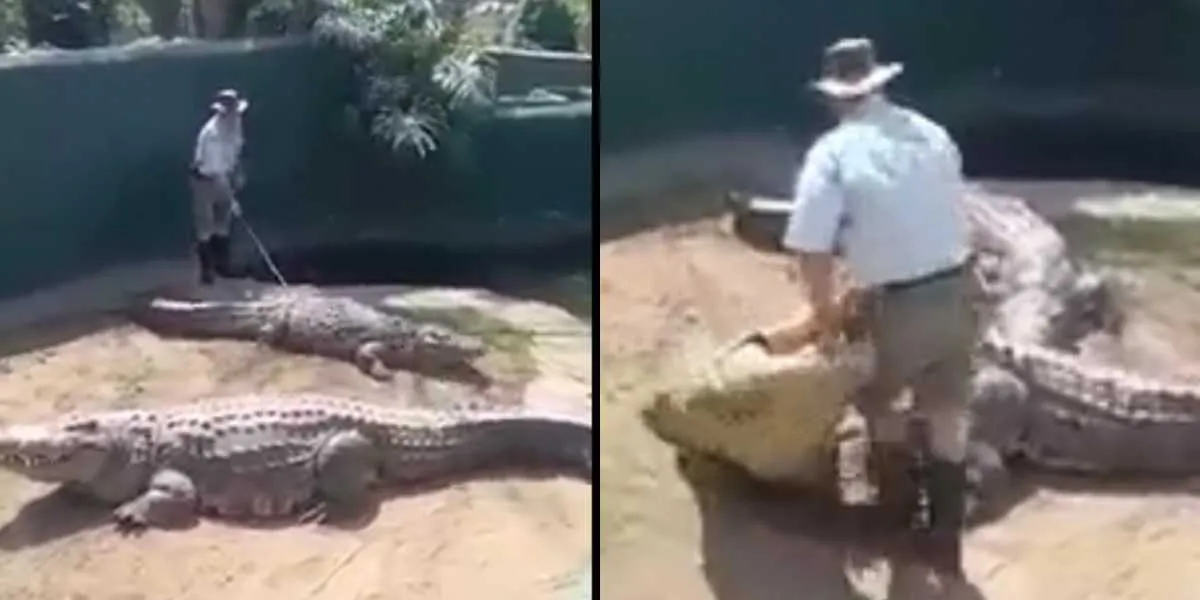 Un cocodrilo gigante atacó a su entrenador en medio de un show
